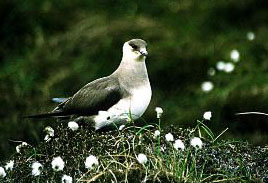   (Stercorarius skua)