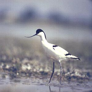  (Recurvirostra avocetta)