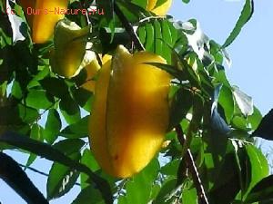  (Averrhoa carambola)