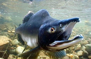  (Oncorhynchus gorbuscha)