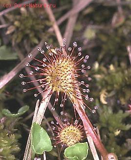   (Drosera rotundifolia)