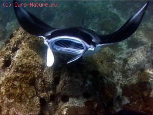  (Manta birostris)