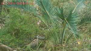    (Zamia latifolia)