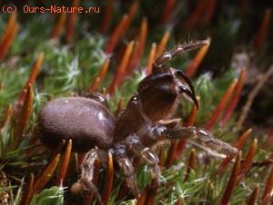 - (Atypus piceus)