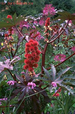  (Ricinus communis)