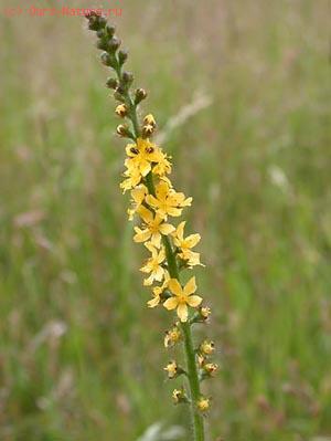  (Agrimonia eupatoria)