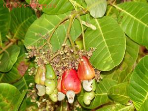  (Anacardium occidentale)