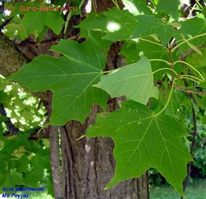   (Acer saccharum)