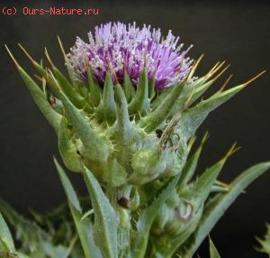   (Silybum marianum)