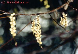   (Stachyurus praecox)