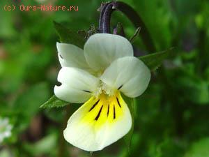   (Viola arvensis)