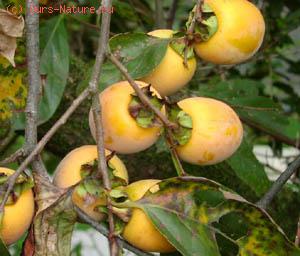   (Diospyros kaki)