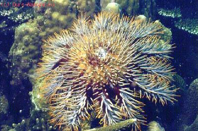  (Acanthaster planci)