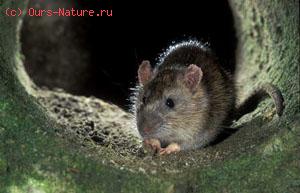  (Rattus norvegicus)