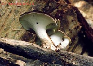   (Polyporus melanopus)