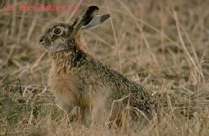 - (Lepus europaeus)