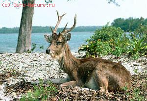   (Cervus timorensis)