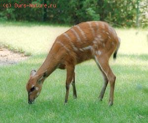  (Tragelaphus spekei)