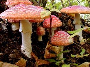   (Amanita muscaria)