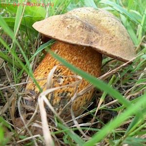  - (Boletus luridus)