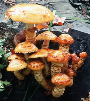   (Pholiota aurivella)