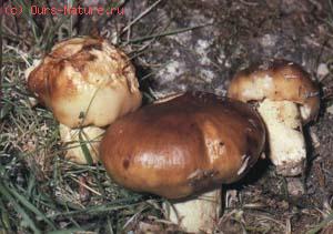  (Russula foetens)