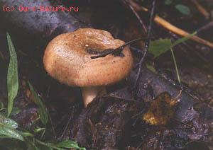  (Lactarius torminosus)