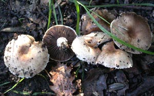   (Agaricus comtulus)