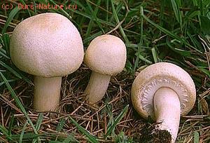   (Agaricus arvensis)