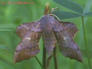  (Sphingidae)