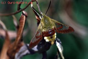   (Hemaris fuciformis)