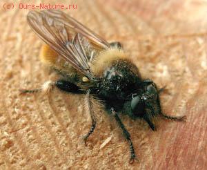   (Laphria flava)