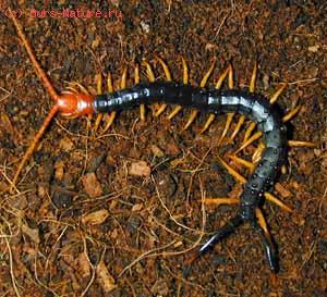   (Scolopendra heros)