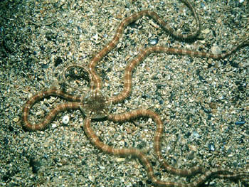  (Ophiopsila annulosa)