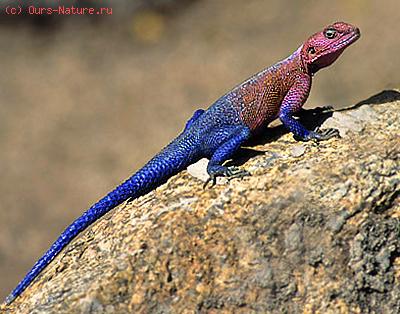   (Agama agama)