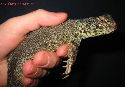  - (Uromastyx occidentalis)