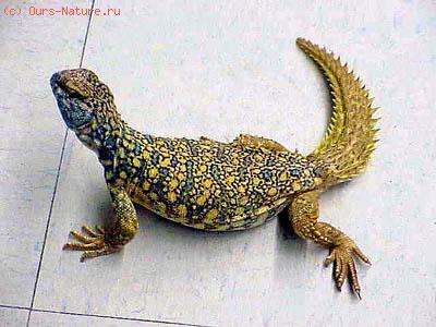   (Uromastyx macfadyeni)