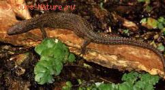    (Lanthanotus borneensis)