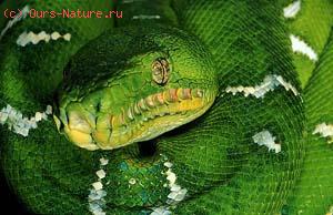   (Corallus caninus)