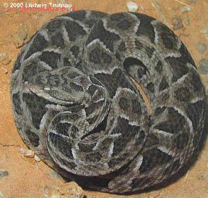   (Bothrops neuwiedi)