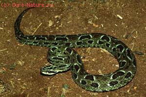   (Bothrops cotiara)