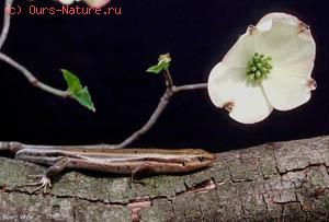   (Eumeces latisculatus)