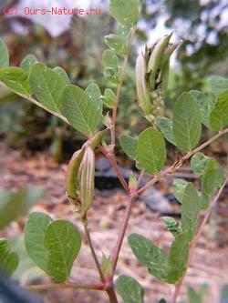   (Glycyrrhiza glabra)