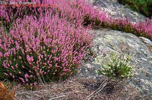  (Calluna vulgaris)