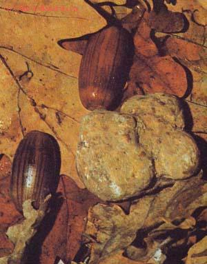   (Tuber magnatum)