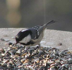  (Parus ater)