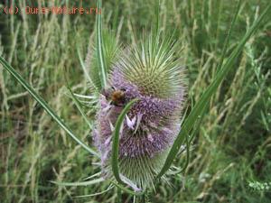   (Dipsacus fullonum)