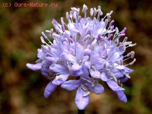   (Cephalaria syriaca)