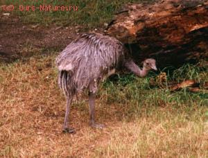   (Rhea pennata)