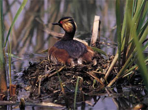   (Podiceps nigricollis)